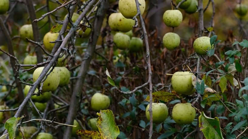 Apple Arcade ile Oyun Deneyiminizi Nasıl Zirveye Taşırsınız?
