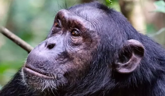 Şempanzeler Arasında Kanlı Savaş! Evrimsel Köklerimiz mi Açığa Çıkıyor?