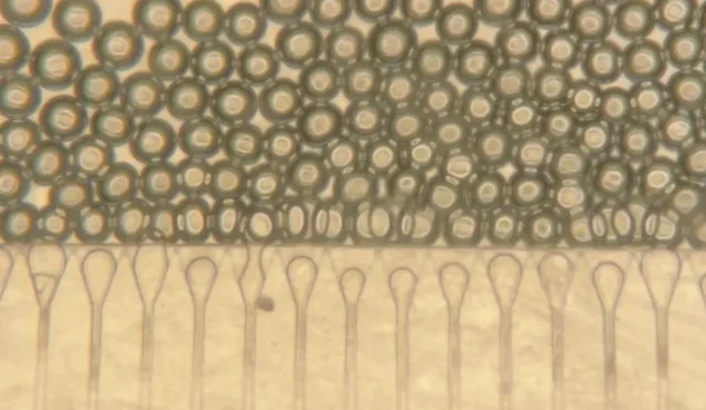 Karaciğer Nakline Devrim: Enjekte Edilebilir Uydu Karaciğerler Geliyor!